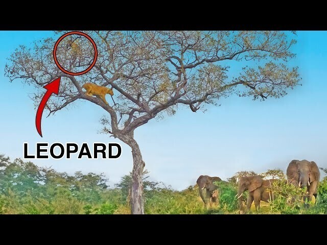 Слоны спасли леопарда от львиц