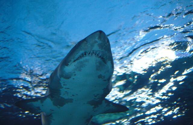 Почему голодную акулу не получится остановить ядом или неприятными запахами