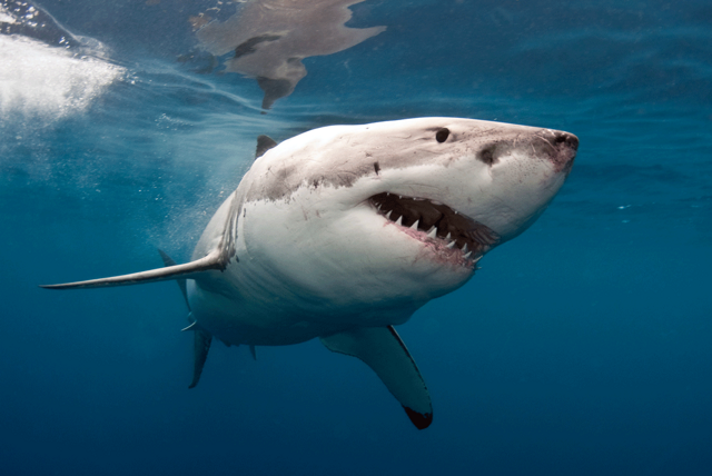 Водятся ли опасные для человека акулы в Чёрном море?