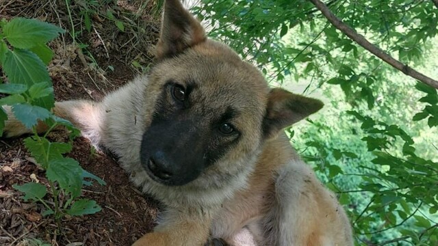 Бийский рыбак спас щенка, которого бросили умирать на берегу реки