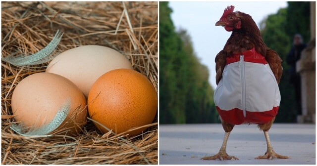 Ученые наконец-то выяснили, что было раньше - яйцо или курица