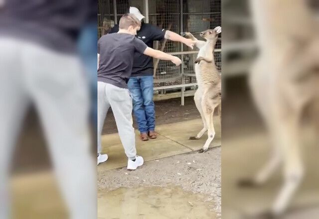 В австралийском заповеднике мужчина случайно подрался с кенгуру