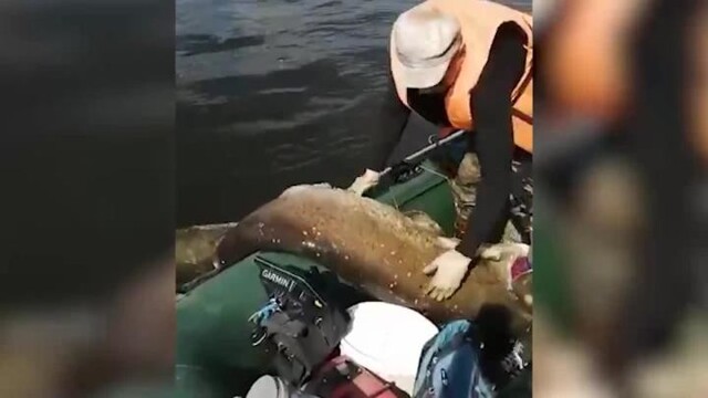 В Чистополе рыбаки поймали сома весом 104 кг