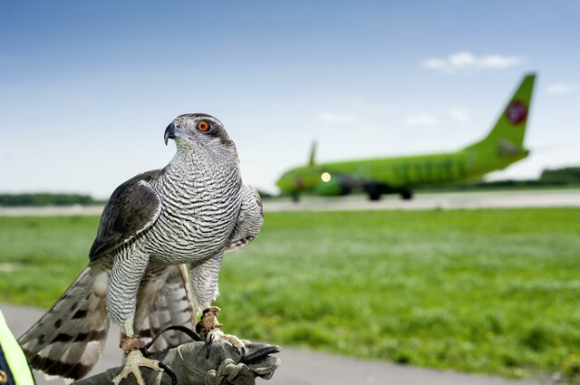 Ни пуха ни пера: как авиационные орнитологи помогают защищать самолеты