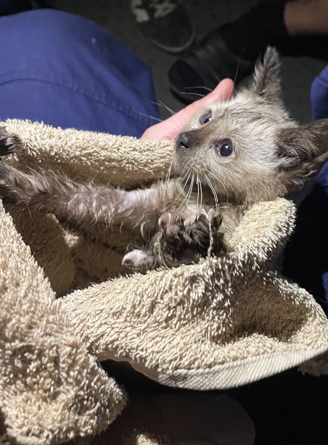 Пожарный на Алтае спас тонувшего в канализации котенка и забрал его домой