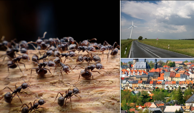 Любвеобильные муравьи отключили интернет в Германии