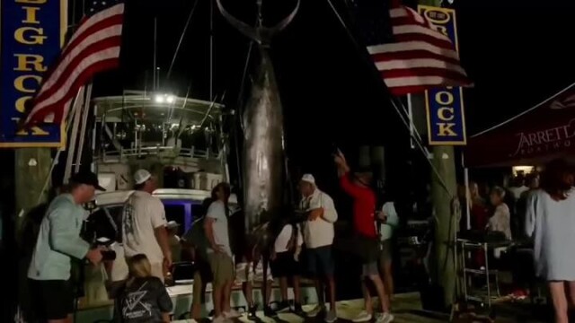 Американские рыбаки лишились $3,5 млн из-за акулы