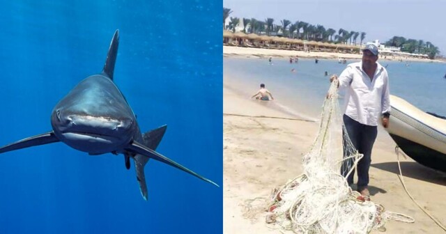 С пляжей Египта убирают сетки, сдерживающие акул