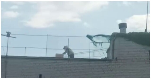 Мужчина разводит пчёл на крыше многоэтажки