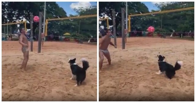 Мужчина научил своего пса играть в волейбол