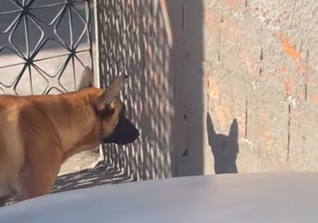 Собака попыталась напасть на свою тень