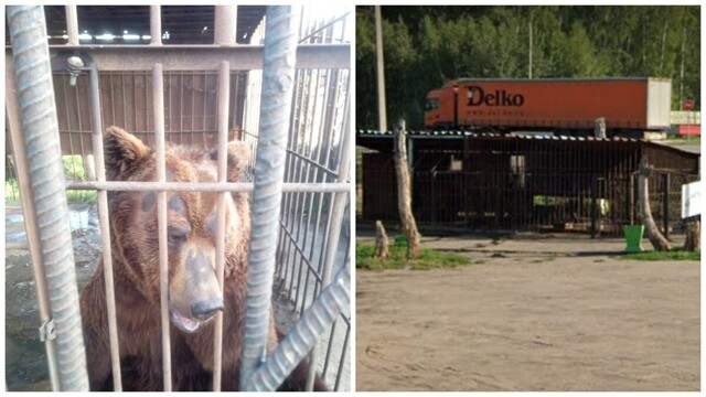Медведя держат в клетке на трассе «Новосибирск-Омск» ради рекламы кафе