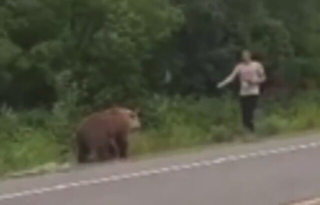 Бесстрашный житель Камчатки хотел покормить медведя из рук