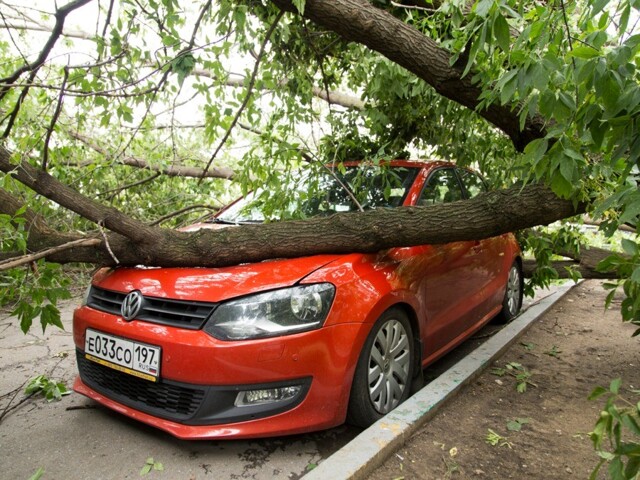Дерево упало на машину: кто виноват?