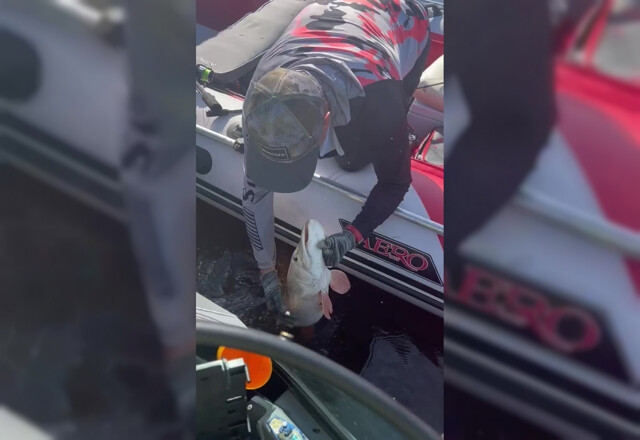 «Она должна жить»: рыбак из ХМАО поймал гигантскую щуку-альбиноса и отпустил