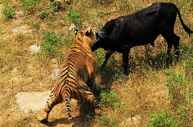 Тигр напал на отбившуюся корову, но стадо отогнало хищника