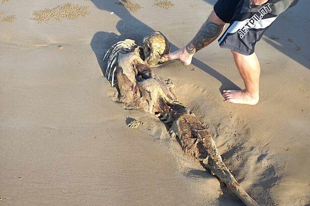 Женщина на пляже нашла скелет, похожий на инопланетянина или русалку