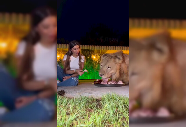 В ОАЭ женщина поела мяса из одной тарелки со львом и этим напугала посетителей