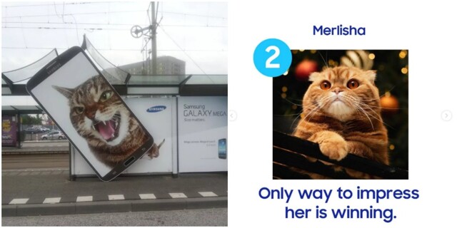 На странице Samsung россияне вступились за кошечку Мэрлишу, которая побеждает в кастинге