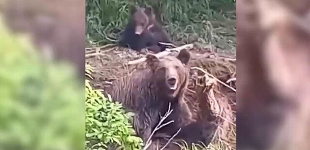 Медведицу спасли из браконьерских рыболовных сетей на Сахалине