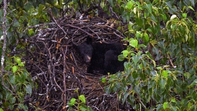 Медведь решил вздремнуть в орлином гнезде: что происходит на этом фото?