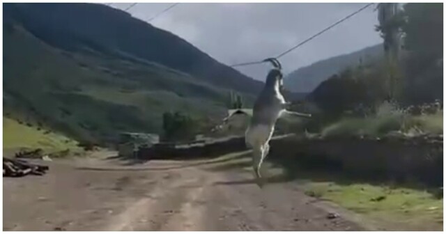 Рогатые качели: весёлое утро козла в Дагестане