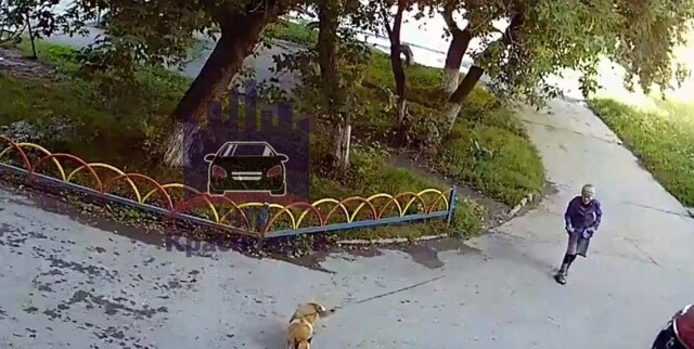 В Красноярском крае автоледи на "Лексусе" наехала на собаку и скрылась