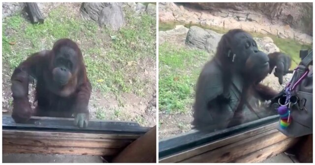 Орангутан просит показать содержимое сумки