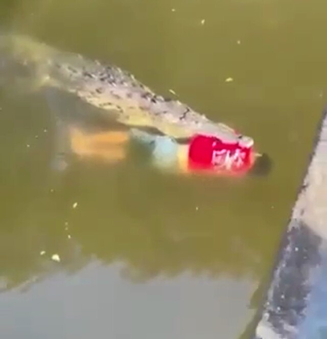 Футболиста из Коста-Рики сожрал крокодил