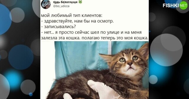 Собачники данный пост не оценят