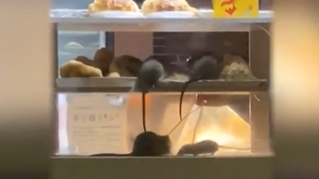Полчища крыс сняли на видео в ларьке с шаурмой в Москве