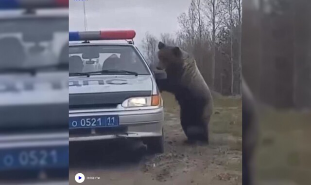Медведь проверил документы гаишников