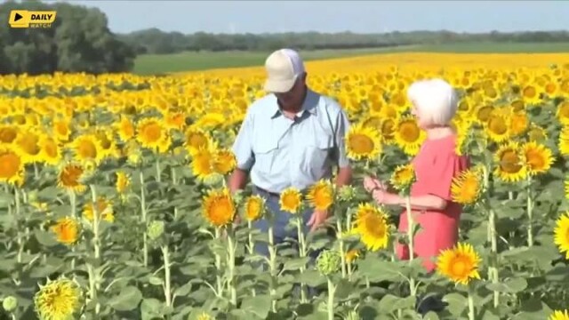 Милота дня: житель Канзаса высадил поле из 1,2 млн подсолнухов и подарил жене на её 50-летие