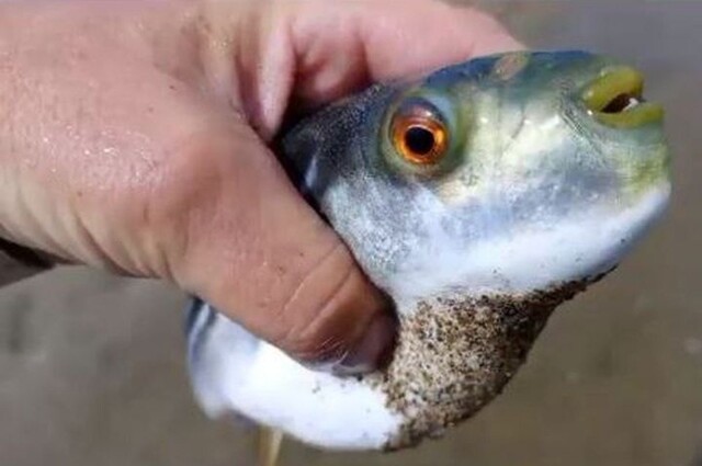 Видео смешное, ситуация страшная: россиянина укусила самая ядовитая в мире рыба