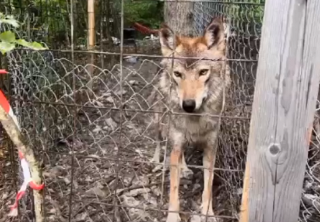 Под Новороссийском обнаружили истощенных волков, которых местная жительница держит на своем участке