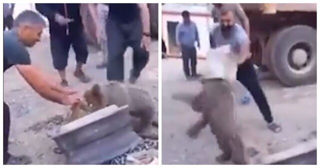 Медвежонок с жестяной банкой на голове устроил переполох в Турции