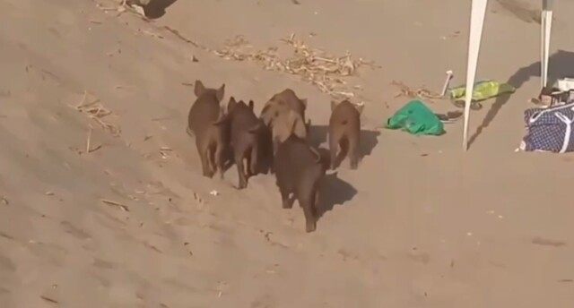 В Испании голодные кабаны пробрались на пляж и украли у отдыхающих еду