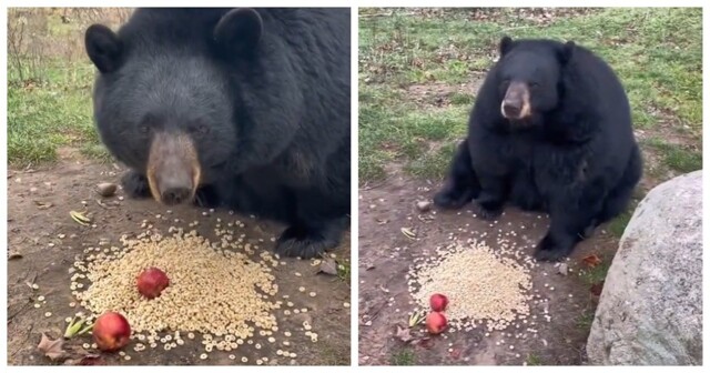 Чёрные медведи уплетают яблоки