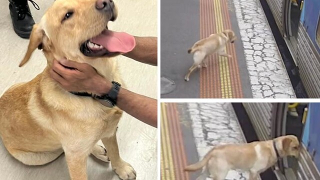 Пёс сбежал из дома и покатался на поезде