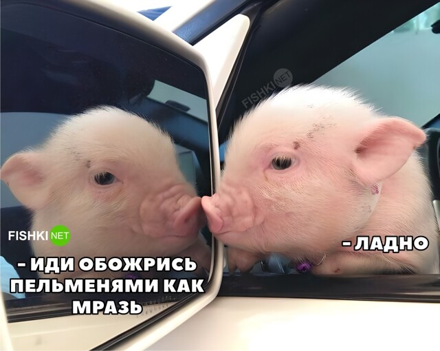 Картинка дня 11-08-2023