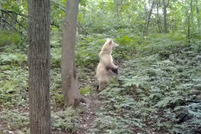 Редкий медвежонок-альбинос попал в объектив фотоловушки в национальном парке «Башкирия»