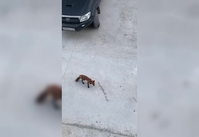 В одном из дворов на Камчатке местный житель заметил лису, которая прыгала по капотам припаркованных машин