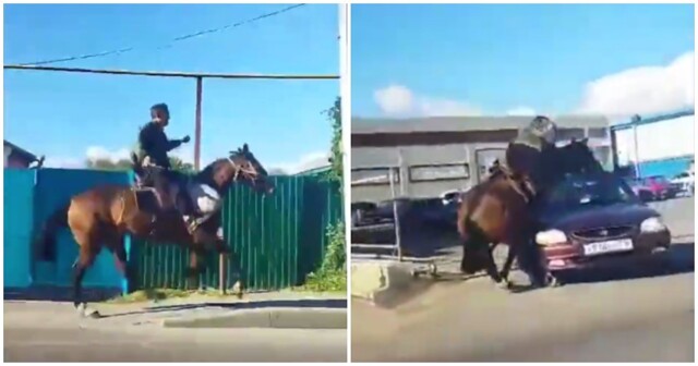 В Воронежской области всадник на лошади врезался в машину