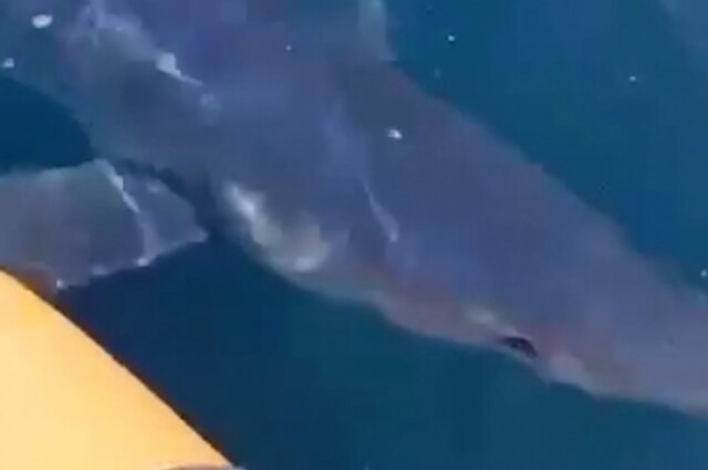 В Приморье акула попыталась отнять улов у рыбаков