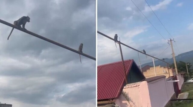«Как вороны сидят»: в Карачаево-Черкесии пять обезьян устроили посиделки на трубе после побега от хозяина