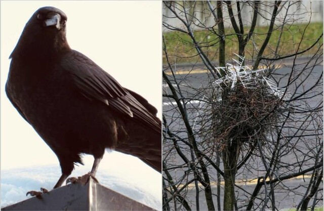 Обхитрили человека: вороны используют противоптичьи шипы, чтобы защитить свои гнезда