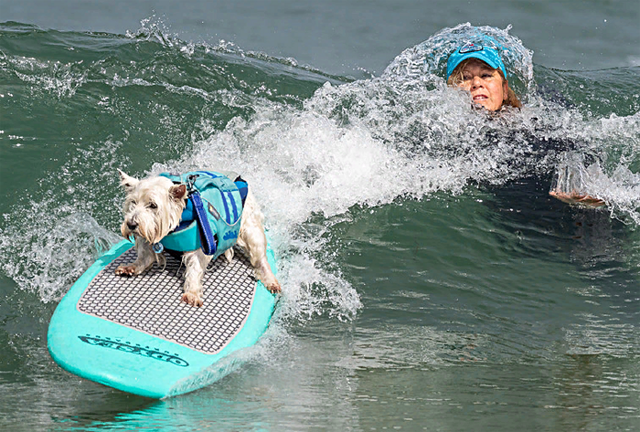 В Калифорнии прошел чемпионат мира по собачьему сёрфингу
