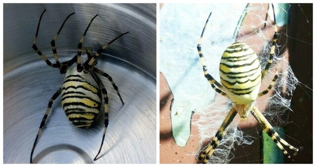 Крупные пауки-осы с лапами до 5 см появились в Подмосковье