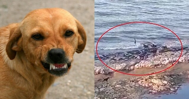 В Махачкале мальчик спасся в море от стаи бездомных собак