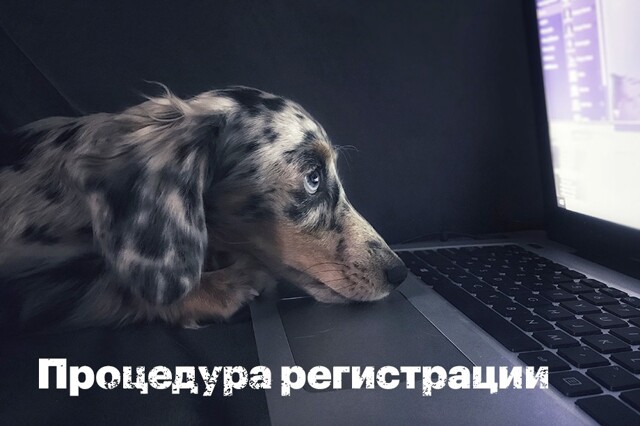 В России вводят обязательную регистрацию собак